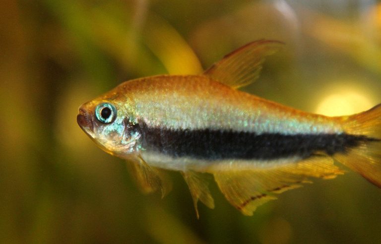 How To Breed Tetra Fish