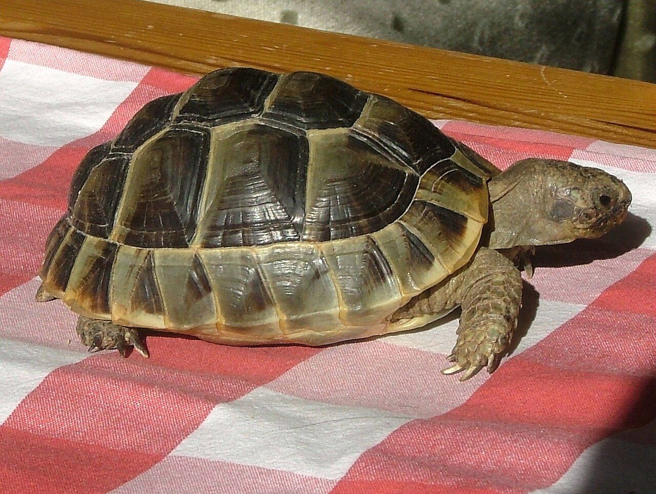 How To Care For A Tortoise At Home