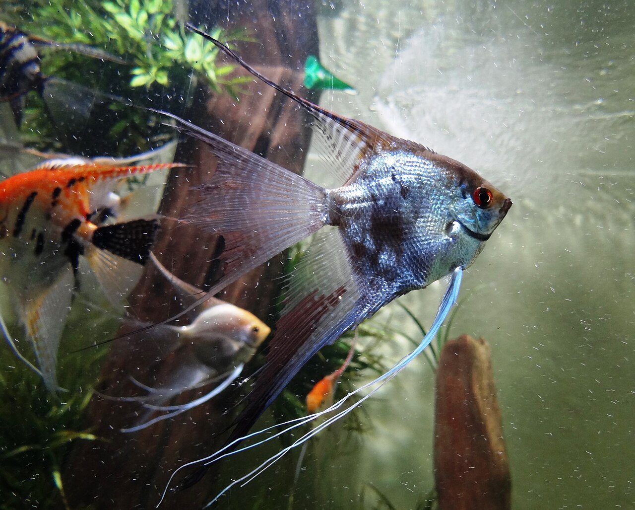 How To Care For Freshwater Angelfish