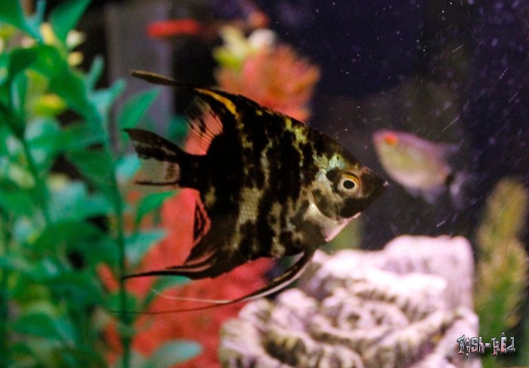 How To Fix Stunted Angelfish Growth
