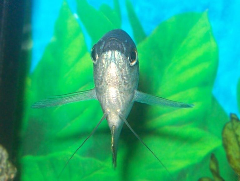 How To Identify Fish Species