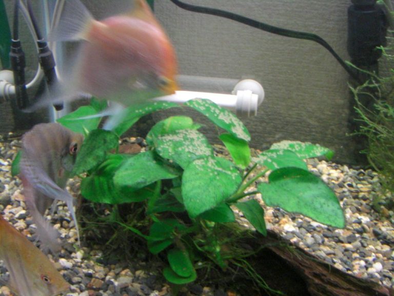 How To Pair Up Angelfish