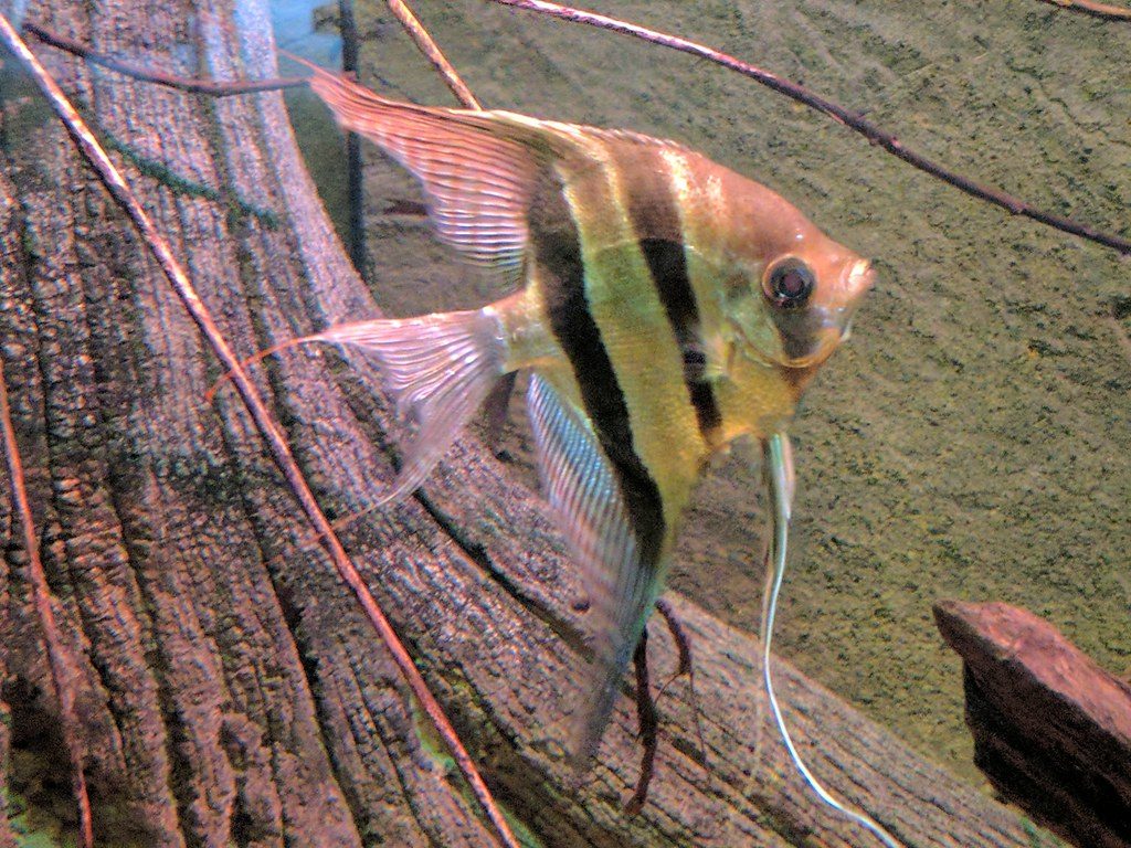 How To Raise Angelfish Fry