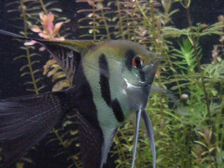 How To Separate Angelfish Fry From Parents