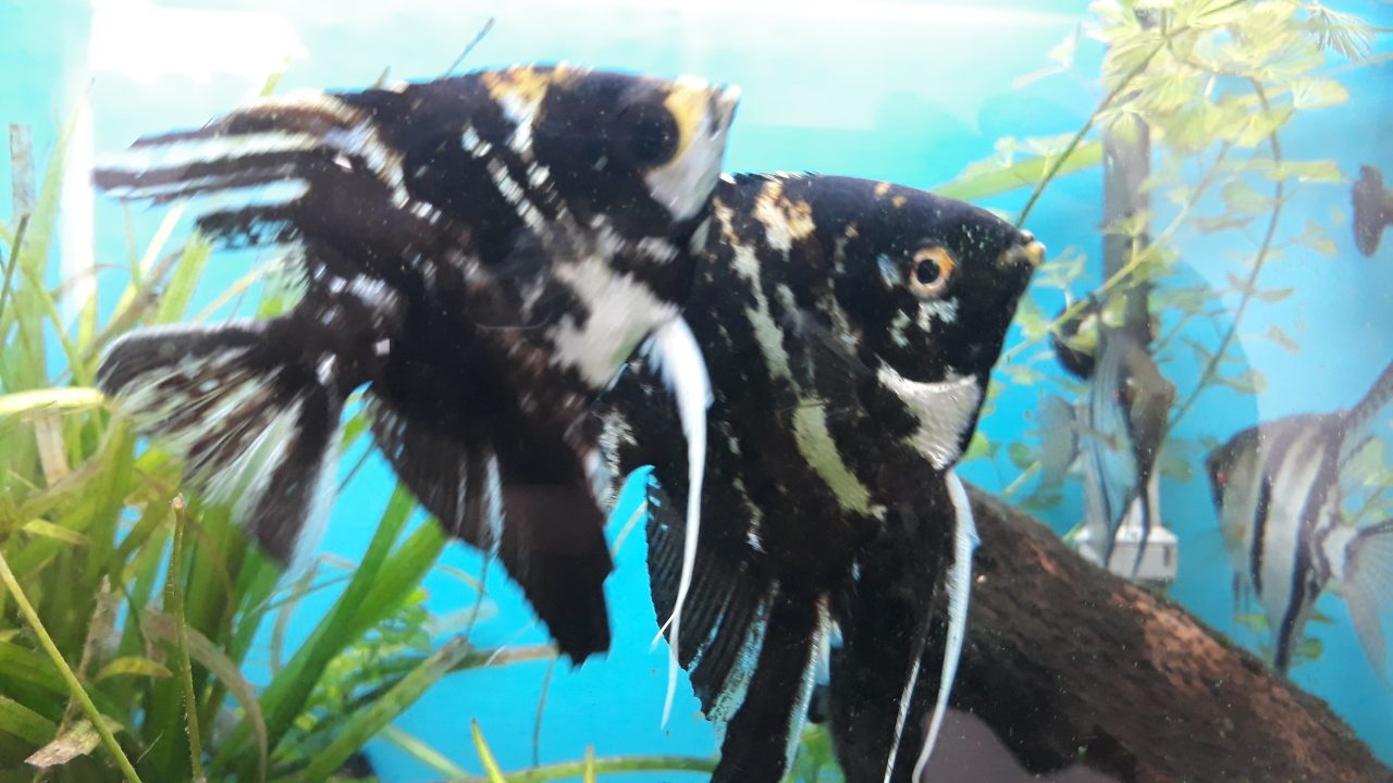 How To Set Up An Angelfish Tank