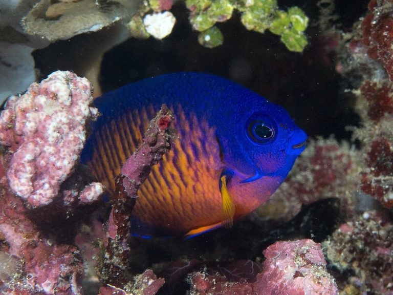 How To Stop A Coral Beauty From Eating Coral