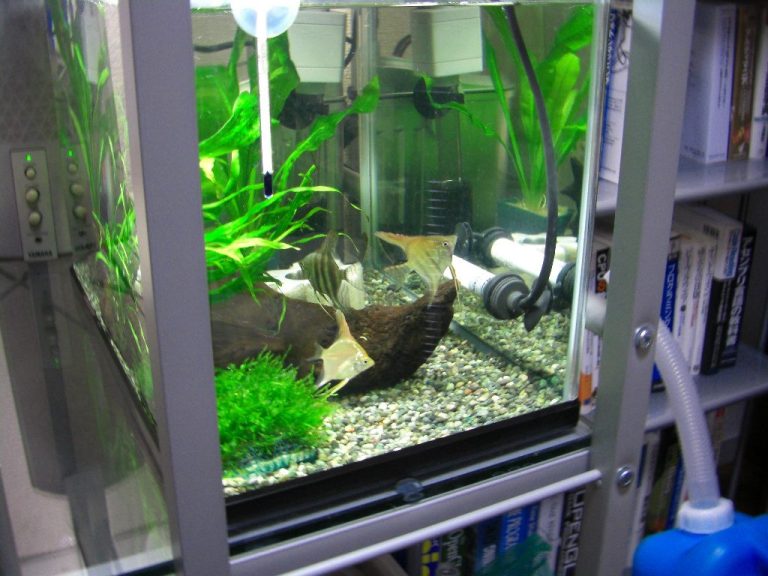 How To Stop Angelfish Eating Their Eggs
