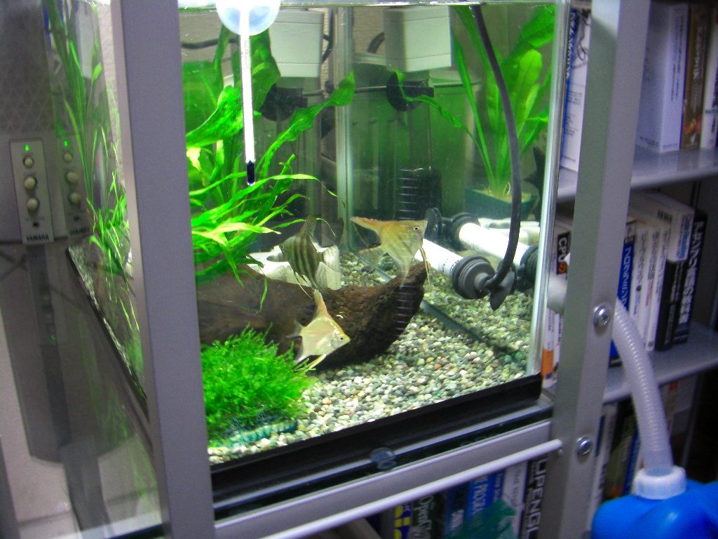 How To Stop Angelfish Eating Their Eggs