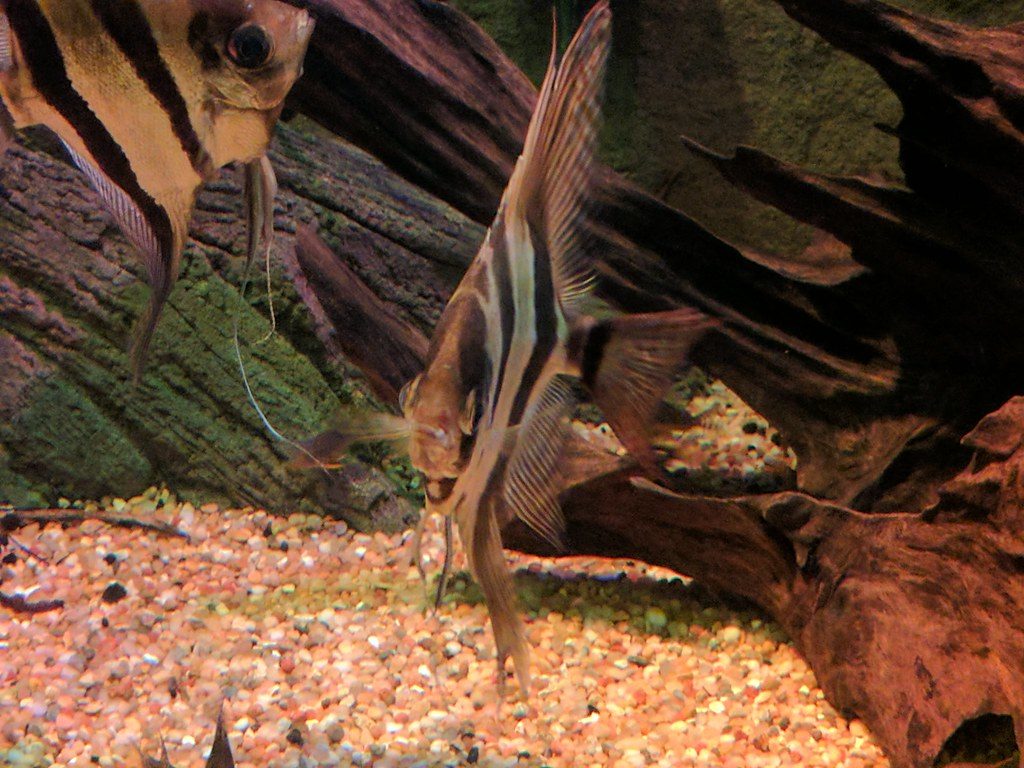 How To Stop Angelfish Eggs From Turning White