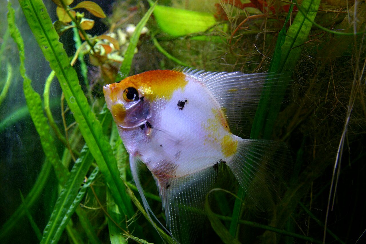 How To Stop Angelfish From Fighting