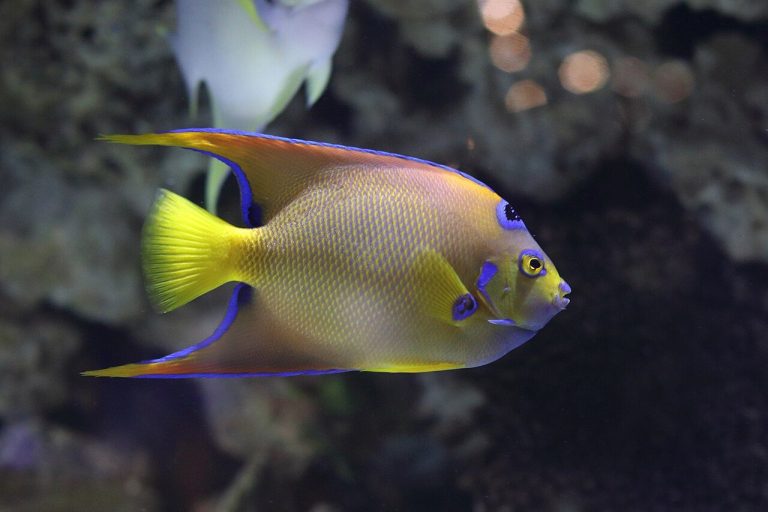 How To Tell A Queen Angelfish From A Blue Angelfish