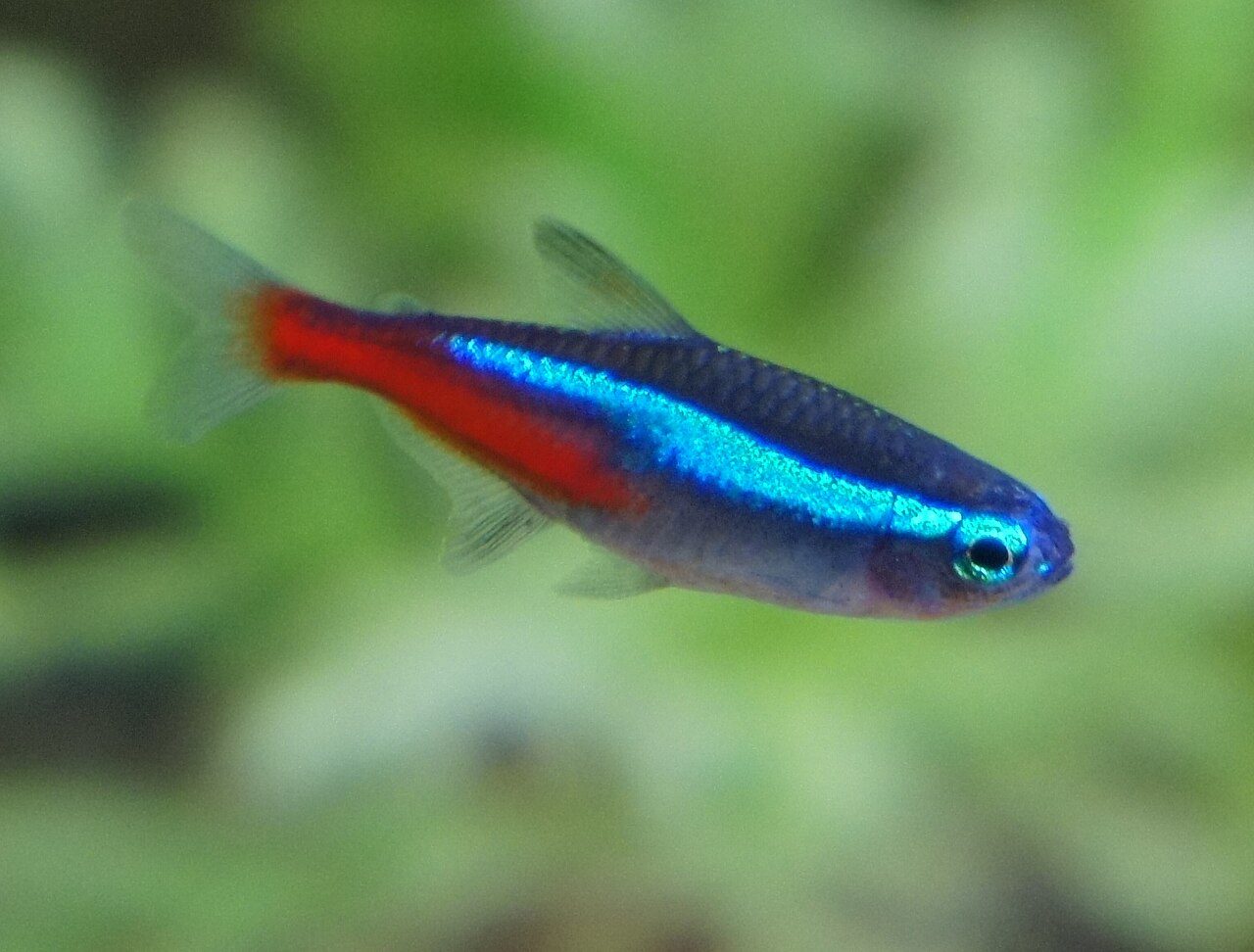 How To Tell If A Neon Tetra Is Pregnant
