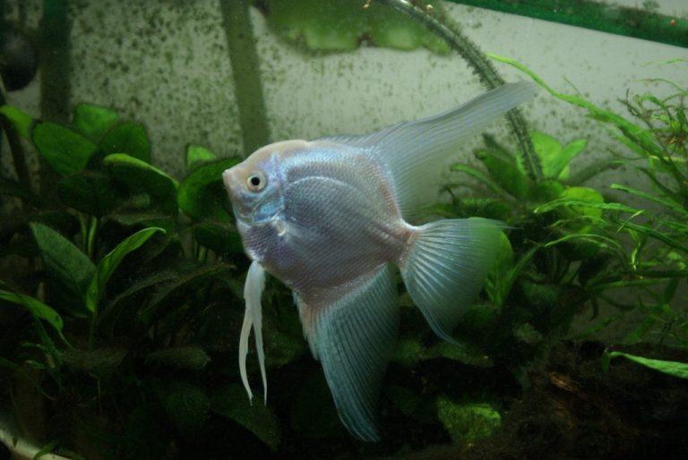 How To Tell Male And Female Angelfish Apart