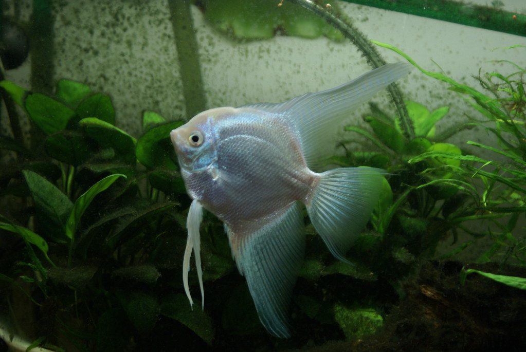 How To Tell Male And Female Angelfish Apart