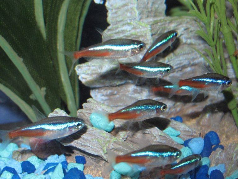 How To Train A Neon Tetra