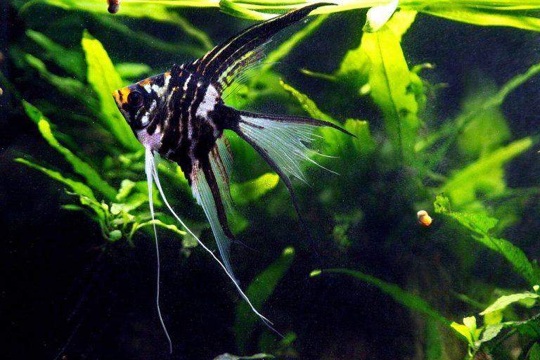 How To Treat Fin Rot In Angelfish