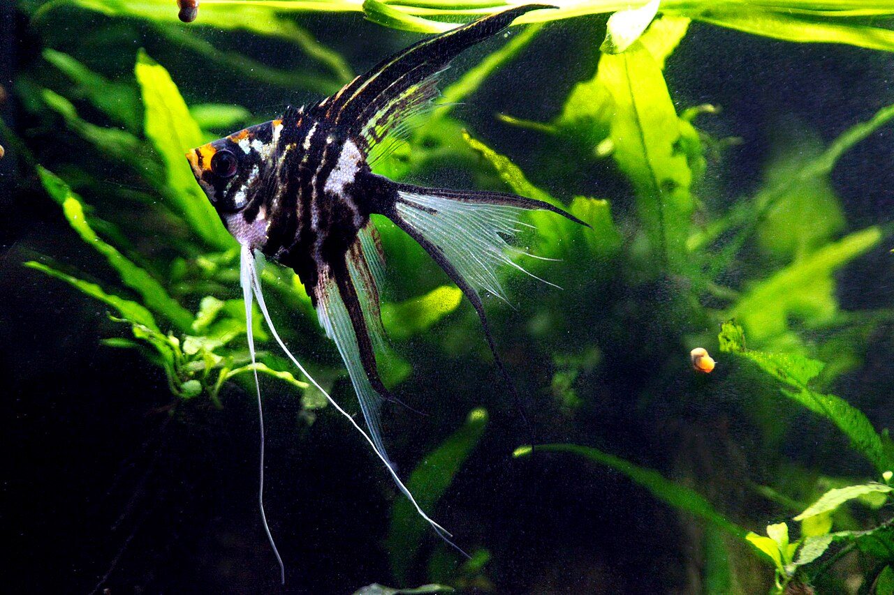 How To Treat Fin Rot In Angelfish