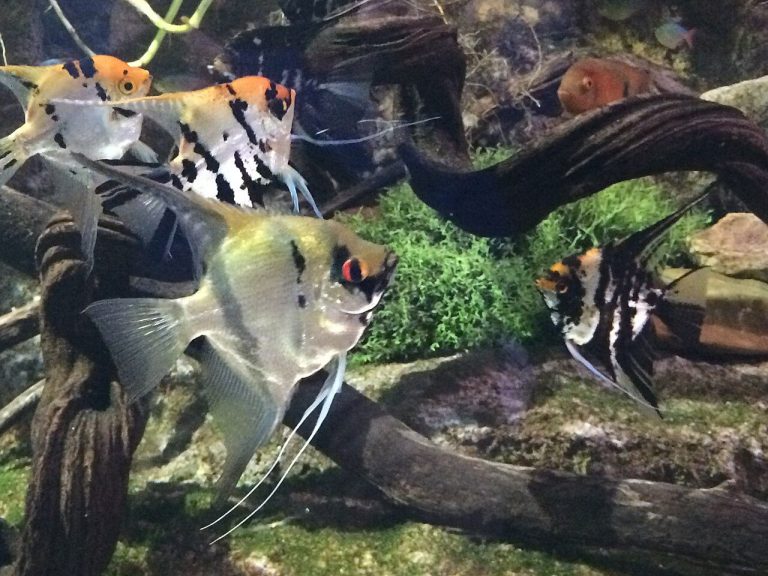 How To Treat Hole In The Head Disease In Angelfish