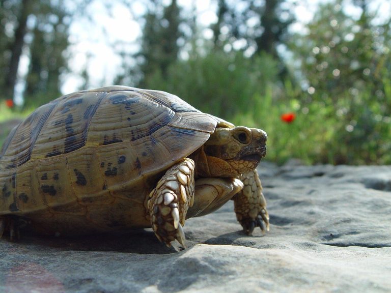 How To Treat Tortoise Respiratory Infection At Home