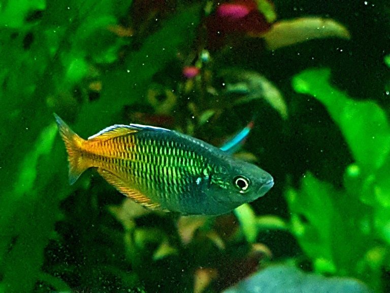 Hyposalinity Treatment Marine Fish