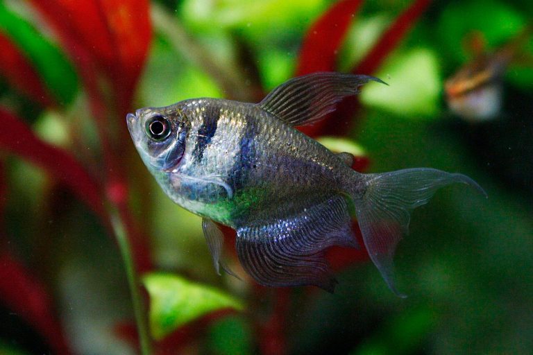 Interesting Aquarium Pets