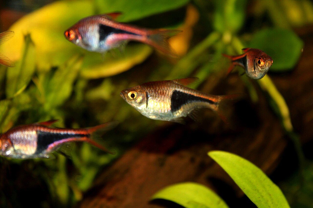 Interesting Facts About Fish