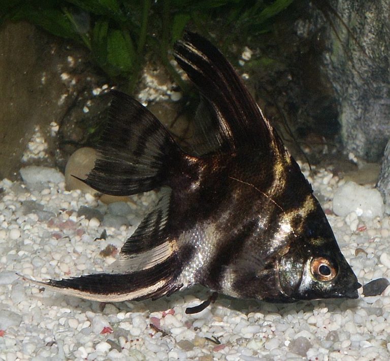 Is Angelfish Fighting Normal