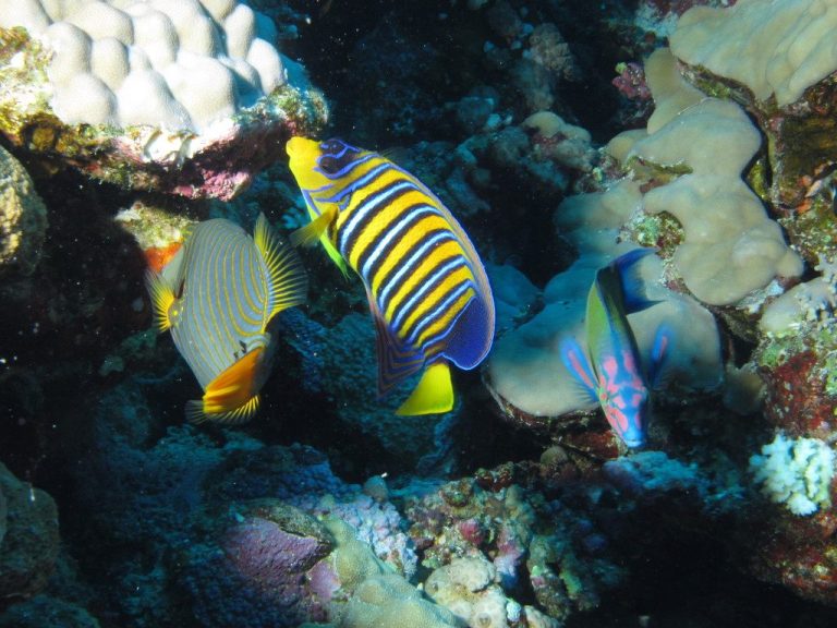 Is Bicolor Angelfish Reef Safe