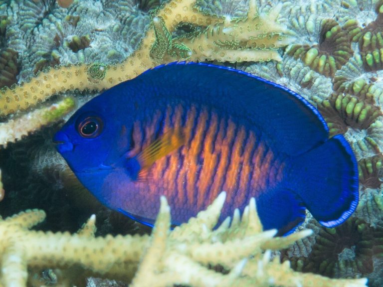 Is Coral Beauty Angelfish Good For Beginners