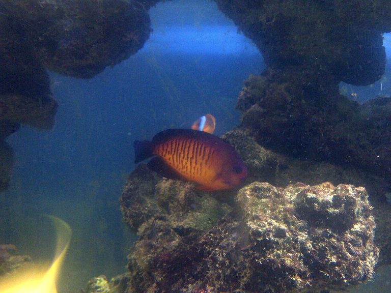 Is Coral Beauty Angelfish Reef Safe