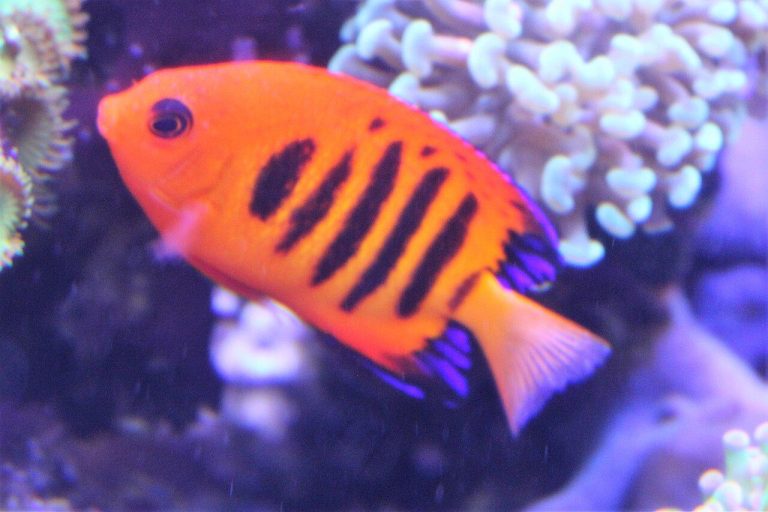 Is Flame Angelfish Reef Safe