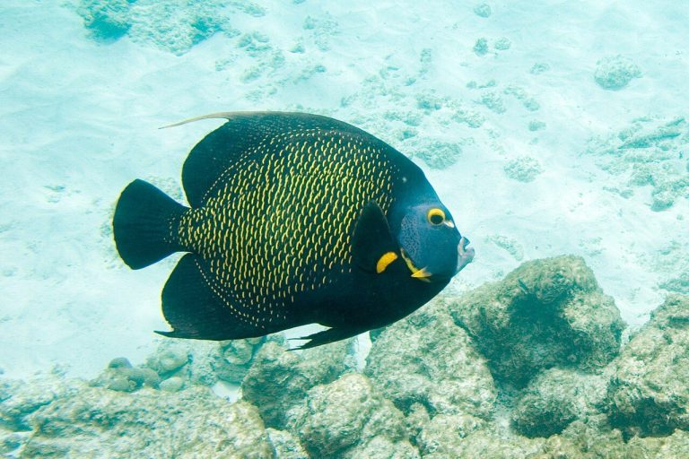 Is French Angelfish Reef Safe