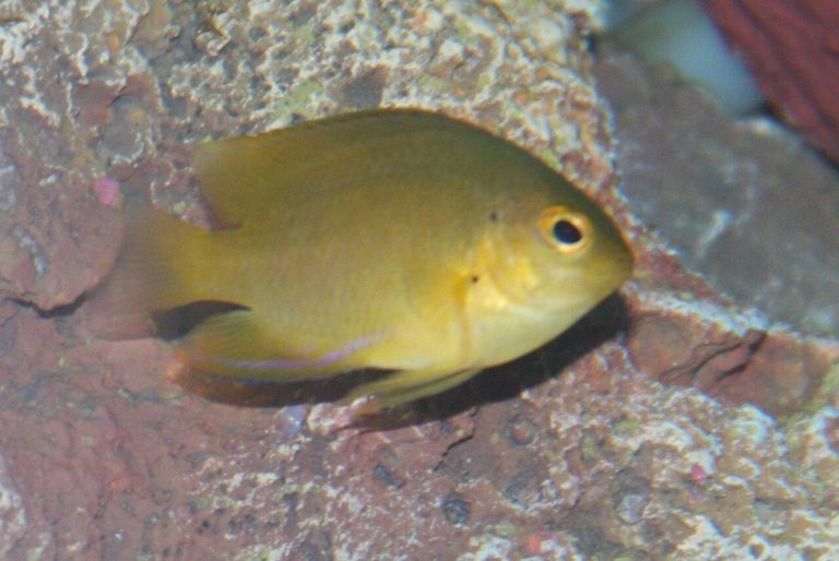 Is Lemonpeel Angelfish Reef Safe