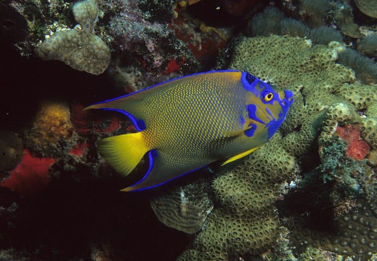 Is Queen Angelfish Aggressive