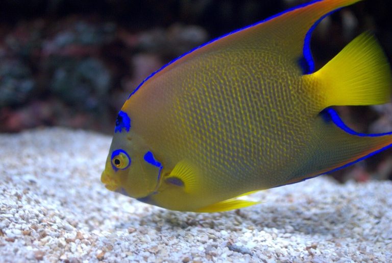 Is Queen Angelfish Reef Safe