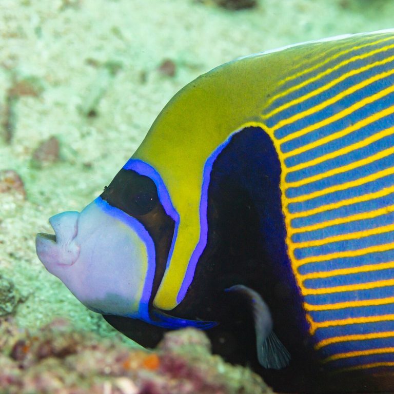 Is Saltwater Angelfish Good For Beginners
