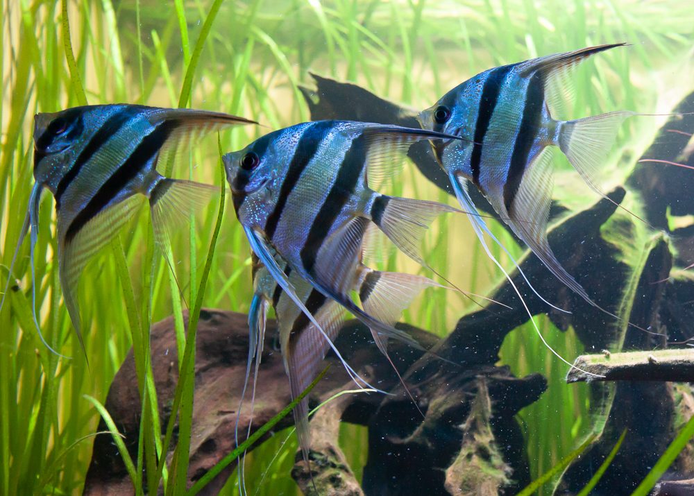Koi/Platinum Angelfish Varieties