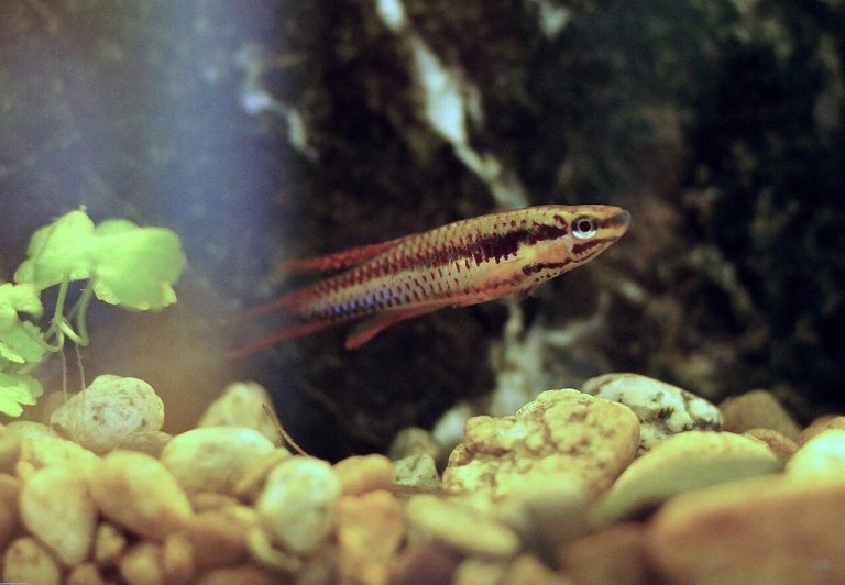 Largest Freshwater Fish Species