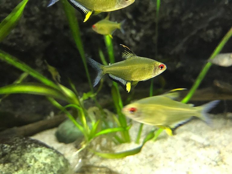 Lemon Tetra Male Vs Female