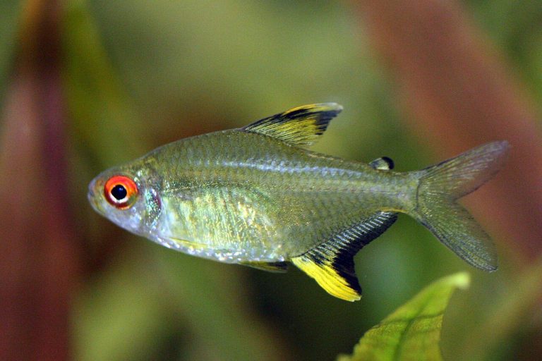Lemon Tetra With Betta Fish