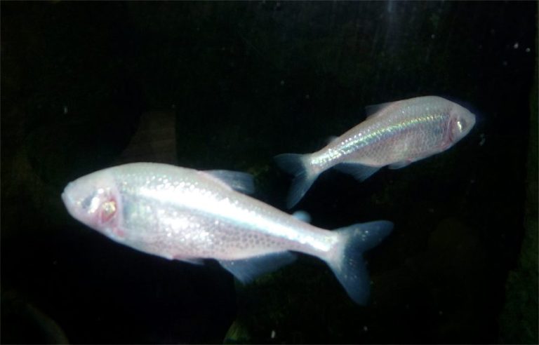 Livebearer Fish Guide