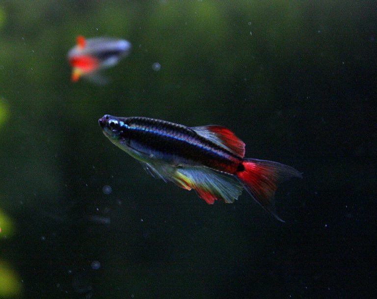 Long-Bodied Freshwater Fish Species