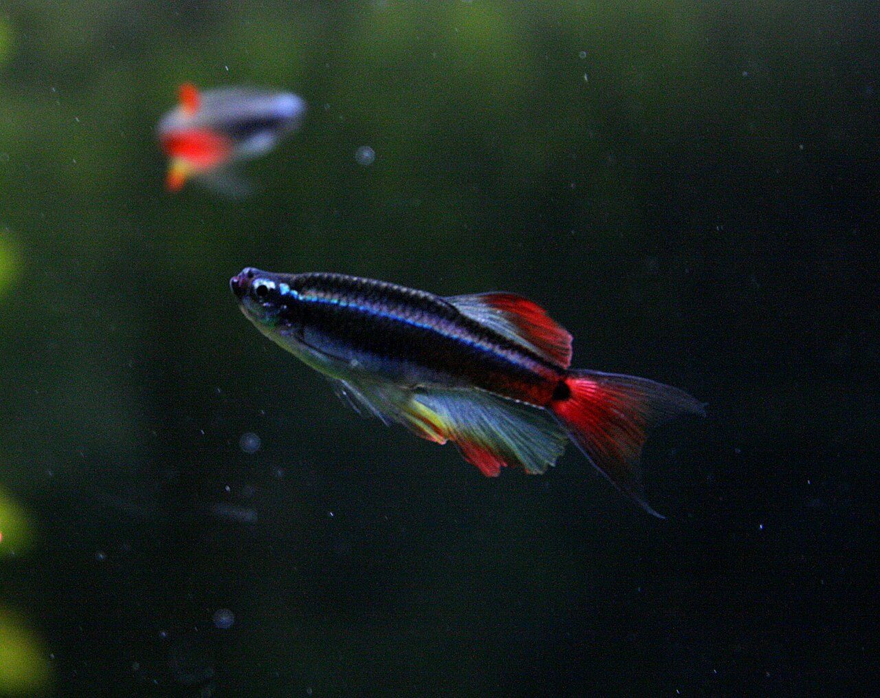 Long-Bodied Freshwater Fish Species