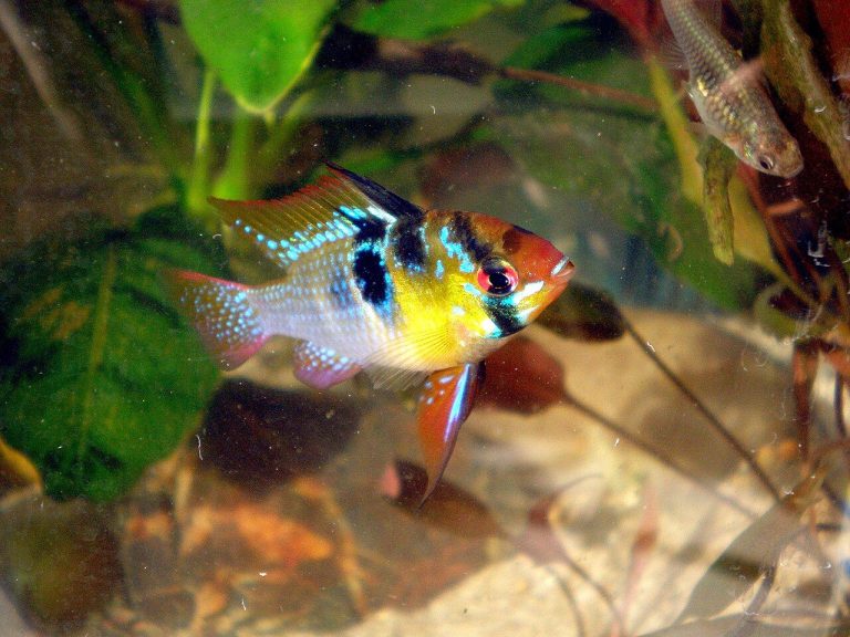 Long Living Fish For Aquarium