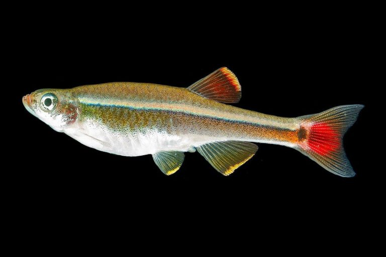 Longest Living Freshwater Aquarium Fish