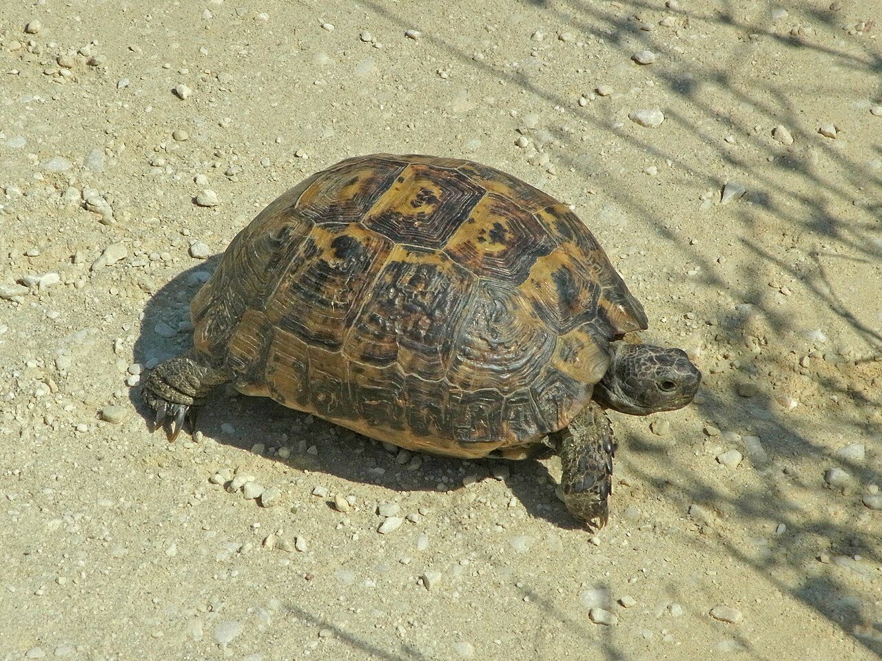 Metabolic Bone Disease In Tortoise
