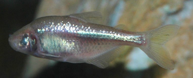 Mexican Tetra Blind Cave Fish