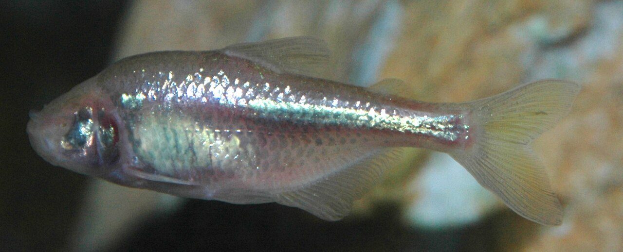 Mexican Tetra Blind Cave Fish