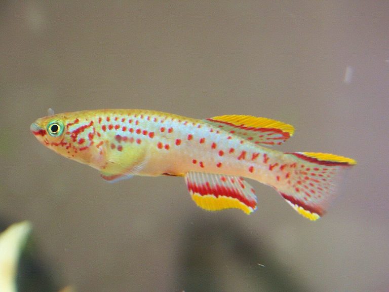 Most Colorful Freshwater Fish