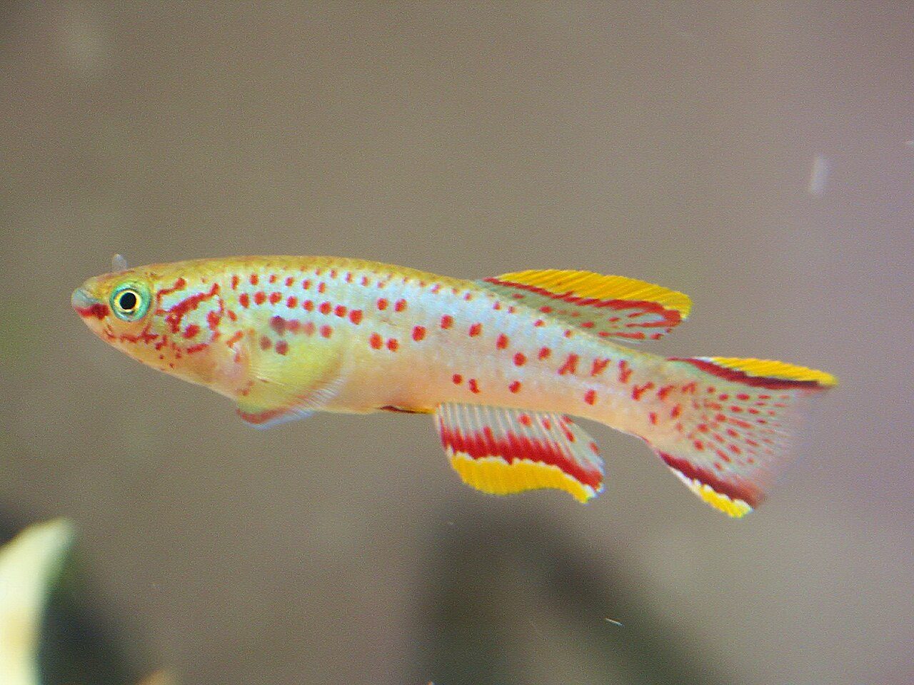 Most Colorful Freshwater Fish